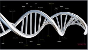 DNA de Marca